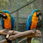Two orange and blue parrots perched on a wooden stick.
