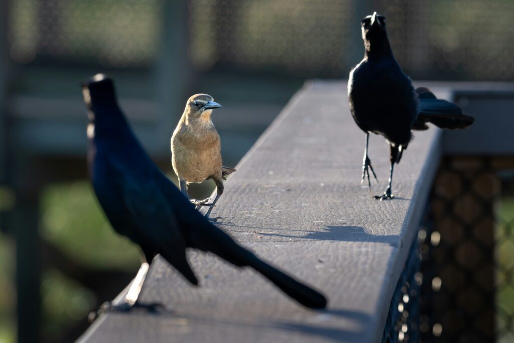 A smaller brown bird stands between two larger dark birds on a narrow railing, all three appearing to hold their ground to demonstrate the awkwardness of leadership overreach.
